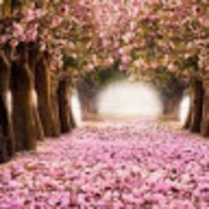 Meet your Posher, Irma